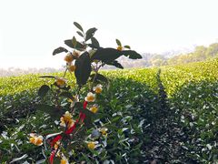 -中国茶叶博物馆(双峰馆区)