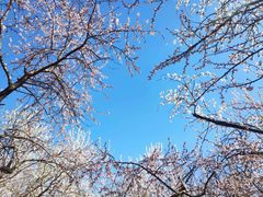 -桃花堤公园