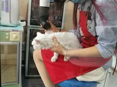 -十年猫舍·猫咪专门店(普陀店)