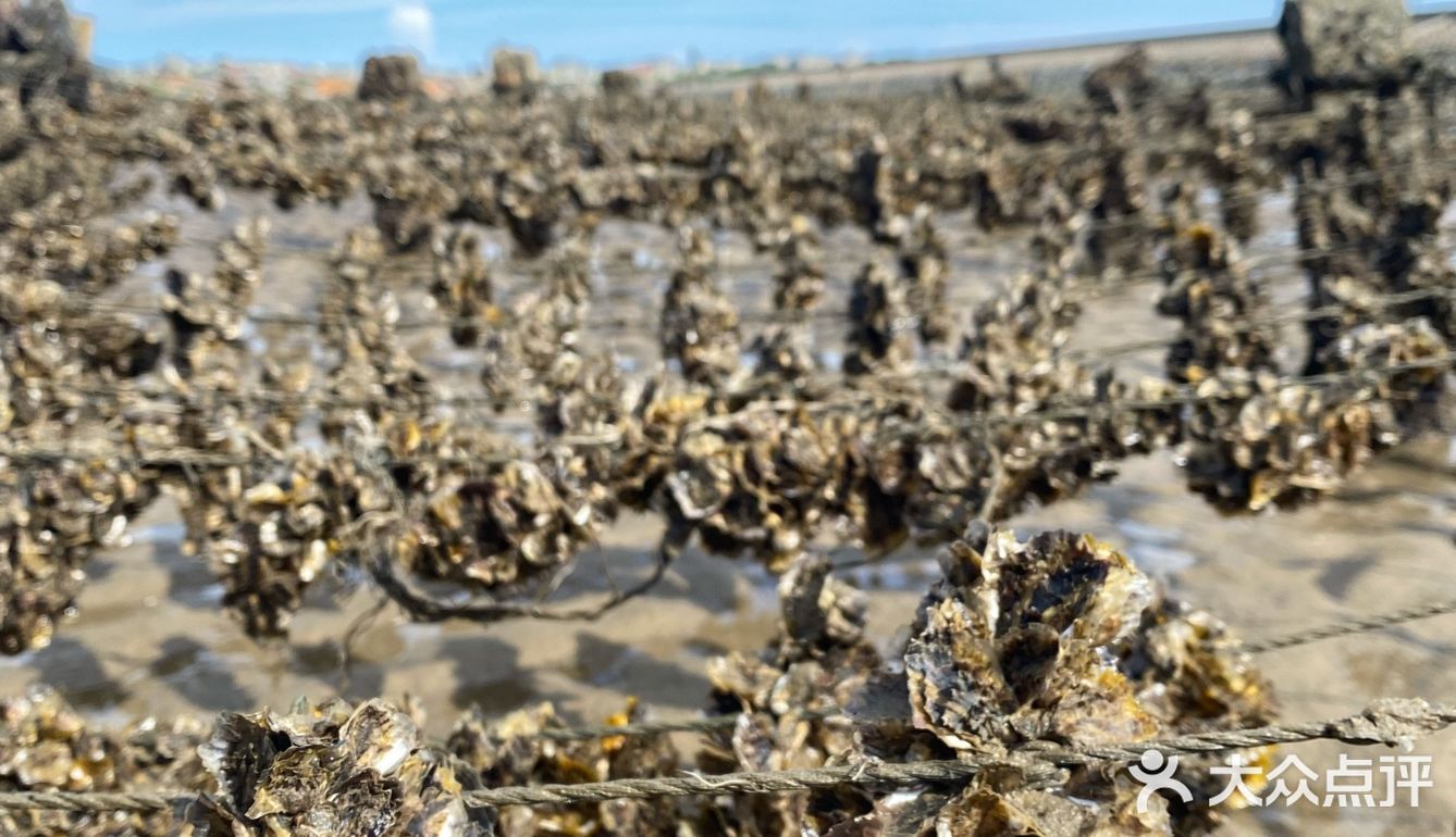 平潭赶海🌊小海鲜统统带回家啦！