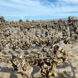 平潭赶海🌊小海鲜统统带回家啦！