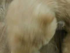 -小时光咖啡馆(开森度假森林店)
