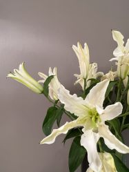 -LB·海菲秀牛奶光官方体验中心