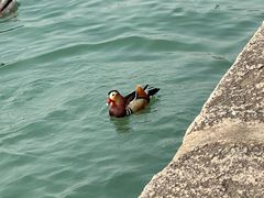 -松鹤楼(山塘街店)