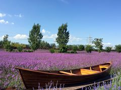 -紫海香堤香草艺术庄园