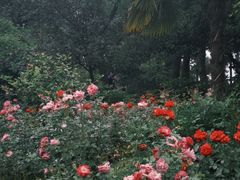 -东湖落雁景区