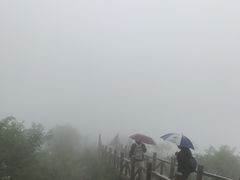 -大岭沟猕猴桃谷风景区