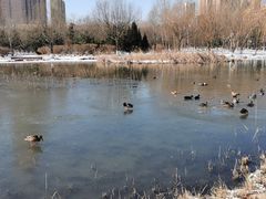 -前关湿地公园