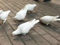 -王府井奥莱临潼小镇(临潼店)