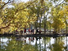 -金塔沙漠胡杨林景区