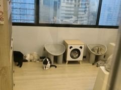 -有喵·猫咖·狗咖·30几只猫10只小狗(岗厦店)
