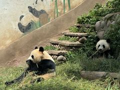 -中国大熊猫保护研究中心雅安碧峰峡基地