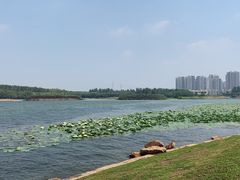 -丁香湖公园