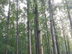 -东平国家森林公园