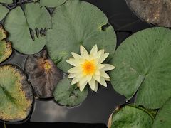 -映月湖公园