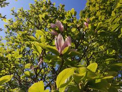 -国家植物园南园