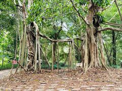 -中国科学院西双版纳热带植物园