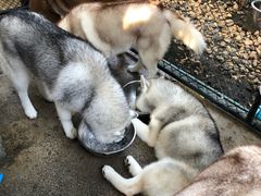 -TrueLove @ Neverland (Husky Cafe)