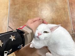 -糯米喵星人总部直营旗舰店·猫舍·幼猫出售