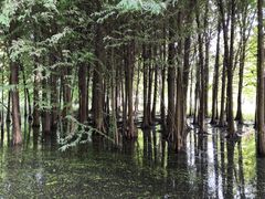 -溱湖国家湿地公园