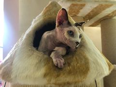 -藏猫猫咖啡主题馆(中央大道店)