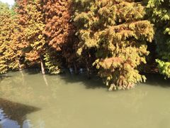 -溱湖国家湿地公园