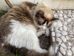 -喵屿·大理花园猫咖