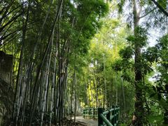 -苏家围·东江画廊旅游景区