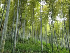 -上海佘山国家森林公园天马山园