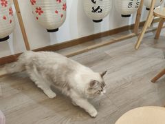 -柴迷FANS CLUB·柴犬狗咖·猫咖