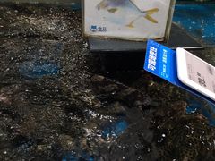 水产区-盒马鲜生(皇庭广场店)