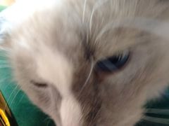 -喵喵咪呀布偶猫咖(春熙路店)