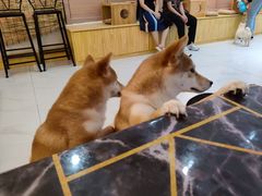 -柴源莊·柴小宠柴犬咖啡