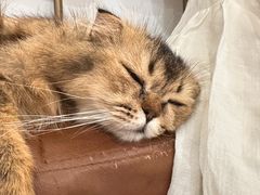 -共舞时光猫咖·狗咖(新街口店)