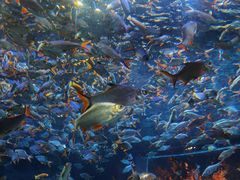 -成都浩海立方海洋公园