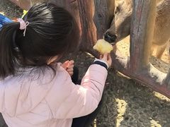 -石家庄市动物园