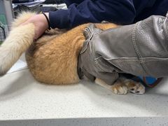 -顺强宠物诊所·狂犬免疫·夜诊·骨科(嘉定店)