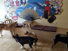 -喜柴咖啡·柴犬狗咖