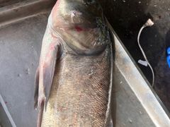 -姥家大锅台水库渔家