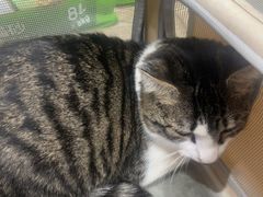 -四月宠物医院·猫专科·心脏专科·内科(转塘店)