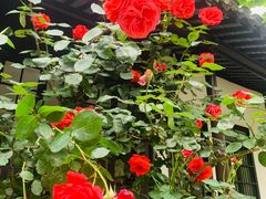 -狼山风景名胜区