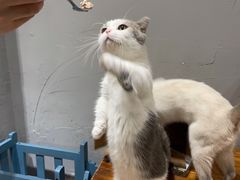 -吉丁鸟咖·异宠·寄养