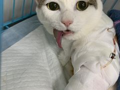 -瑞派动物医院·猫专科·至诚(江南中分院)