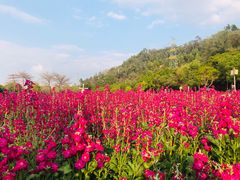 -顺峰山公园