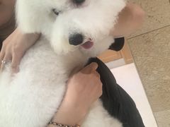 -帕帕拉兹宠物(亚洲旗舰店)