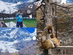 -稻城亚丁景区-冲古草甸