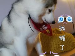 -Husky Go! 哈士奇体验馆·宠物咖啡厅狗咖