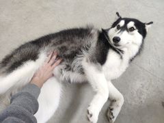 -星多哈·狗咖·拼豆·咖啡
