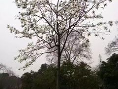 -紫金山天文台