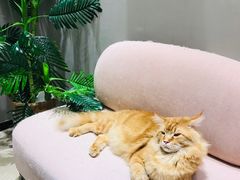 -藏猫猫咖啡主题馆(中央大道店)